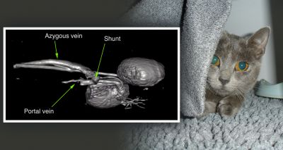 Blind kitten's sight restored through liver operation